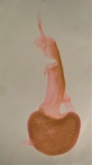 Eupithecia columbiata