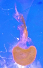 Eupithecia columbiata