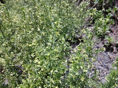Galium brachyphyllum