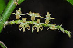 Tridactyle bicaudata bicaudata
