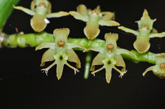 Tridactyle bicaudata bicaudata