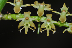 Tridactyle bicaudata bicaudata