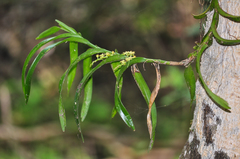 Tridactyle bicaudata bicaudata