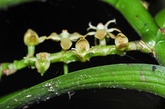 Tridactyle bicaudata bicaudata