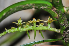 Tridactyle bicaudata bicaudata