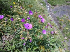 Geranium ruprechtii
