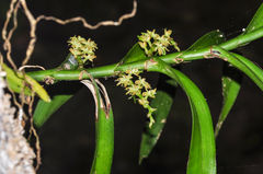 Tridactyle bicaudata bicaudata