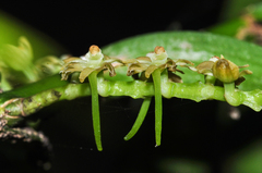 Tridactyle bicaudata bicaudata