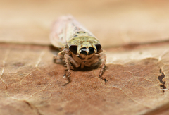 Allygidius abbreviatus