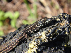 Podarcis filfolensis