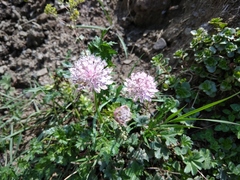 Astrantia trifida