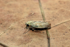 Allygidius abbreviatus