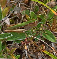 Chorthippus dichrous