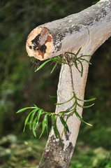Tridactyle bicaudata bicaudata