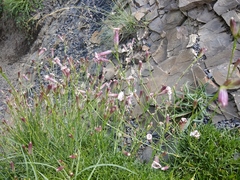 Silene linearifolia