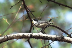 Periparus ater