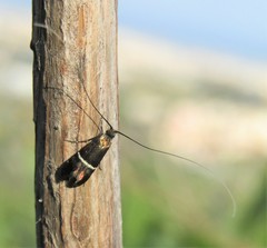 Adela paludicolella
