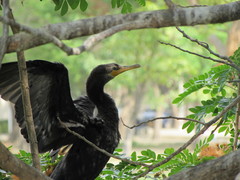 Nannopterum brasilianum