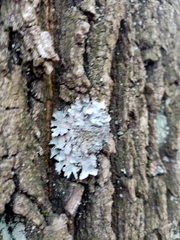 Fungi