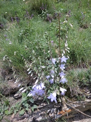 Campanula sarmatica