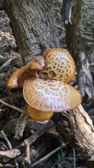 Polyporus mcmurphyi