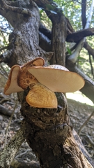Polyporus mcmurphyi