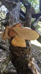 Polyporus mcmurphyi