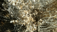 Tetradymia comosa