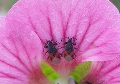 Oxycarenus lavaterae