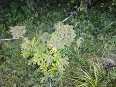 Agasyllis latifolia