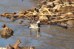 Motacilla alba