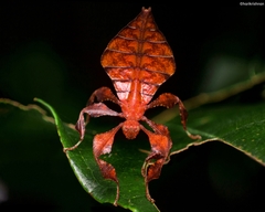 Pulchriphyllium bioculatum