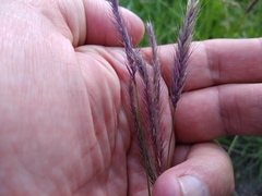 Hordeum brevisubulatum
