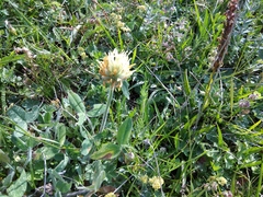 Trifolium caucasicum