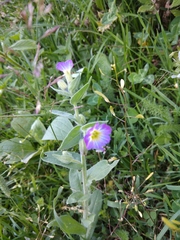 Nonea versicolor