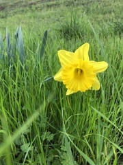 Narcissus