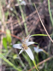 Conocephalus gracillimus