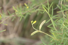 Melolobium subspicatum