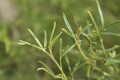 Melolobium subspicatum