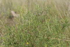 Melolobium subspicatum