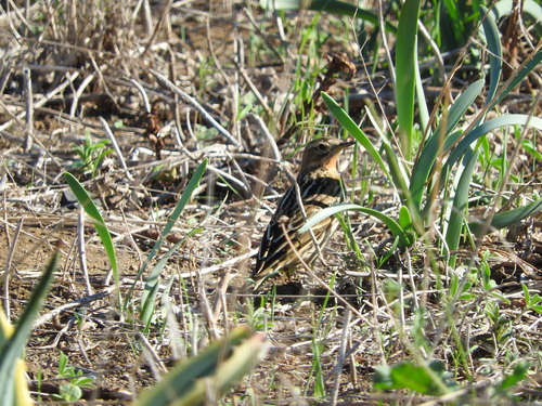 Anthus cervinus