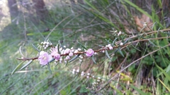 Hypocalymma robustum