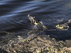 Alligator mississippiensis