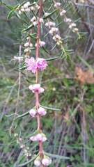 Hypocalymma robustum