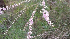 Hypocalymma robustum