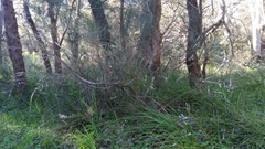 Hypocalymma robustum