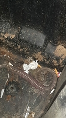 Limaformosa capensis