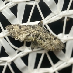 Sufetula hemiophthalma