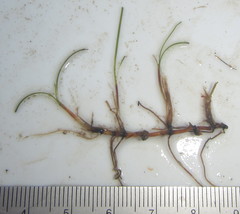 Zostera capensis