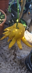 Citrus medica sarcodactylis